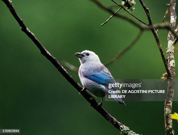 Blue-grey Tanager , El Guacharo National Park , Venezuela.