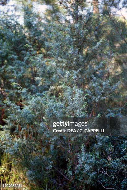 Prickly Juniper , Maremma Regional Park, Tuscany, Italy.