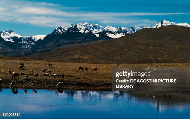 Grazing animals, Ulla Ulla National Reserve, Bolivia.