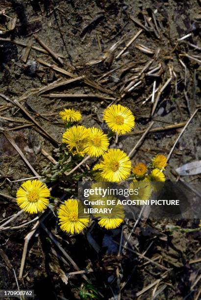 Coltsfoot , Ticino Park, Lombardy, Italy.