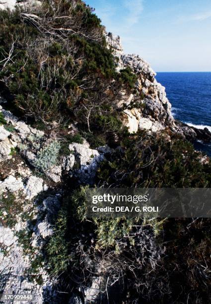 Phoenician Juniper and Curry Plant , National Park of Circeo, Lazio, Italy.