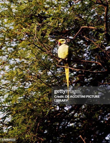 Collared Parakeet , Keoladeo National Park , Rajasthan, India.