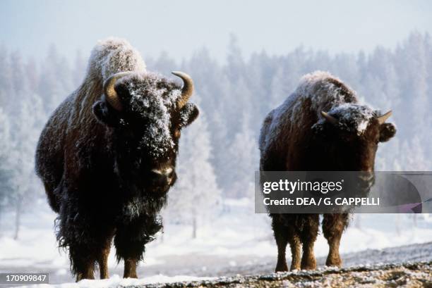 American bison , Yellowstone National Park , Wyoming, United States of America.