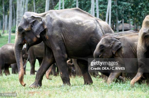 809 Elephant Breeding Stock Photos, High-Res Pictures, and Images ...
