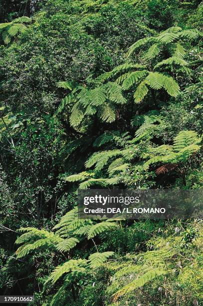 Vegetation, Grand Etang Lake, Guadeloupe National Park, Guadeloupe, Overseas Department of France.