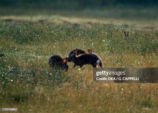 Wild Rabbits Photos and Premium High Res Pictures - Getty Images