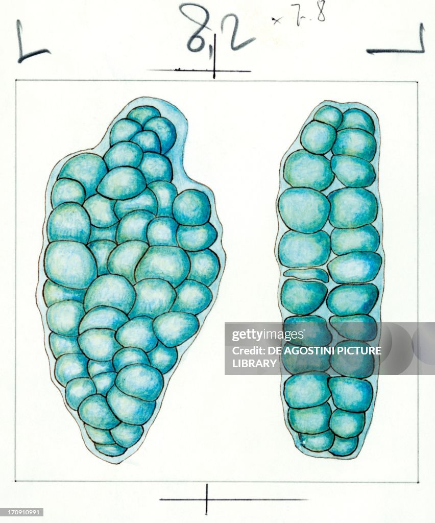 Punctiform algae of the genus Nostoc...