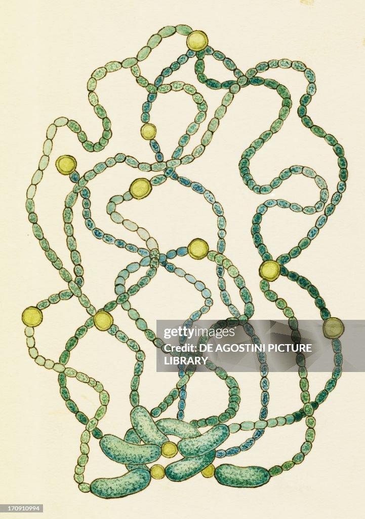 Anabaena lemmermannii...