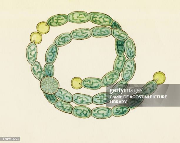 Anabaenopsis elenkinii, Cyanobacteria or blue-green algae seen under a microscope. Drawing.