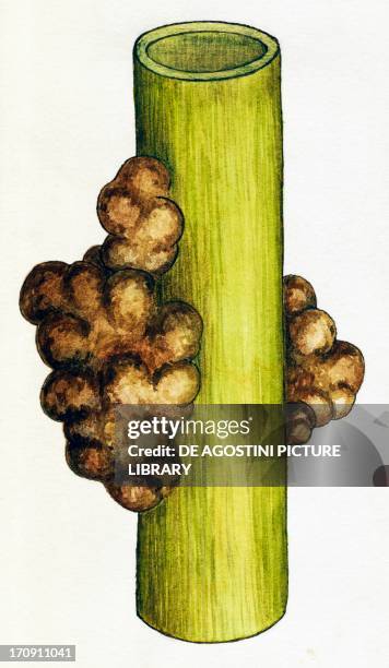 Trunk affected by crown gall, pathology similar to a tumor caused by the bacteria Agrobacterium tumefaciens. Drawing.