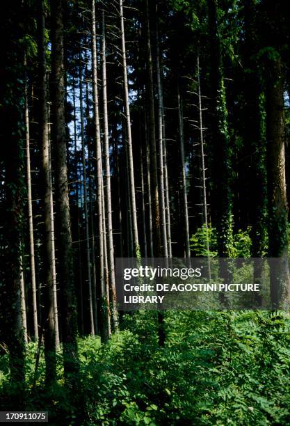 Forest nearby Villard-de-Lans, Vercors Regional Natural Park , Drome, France.