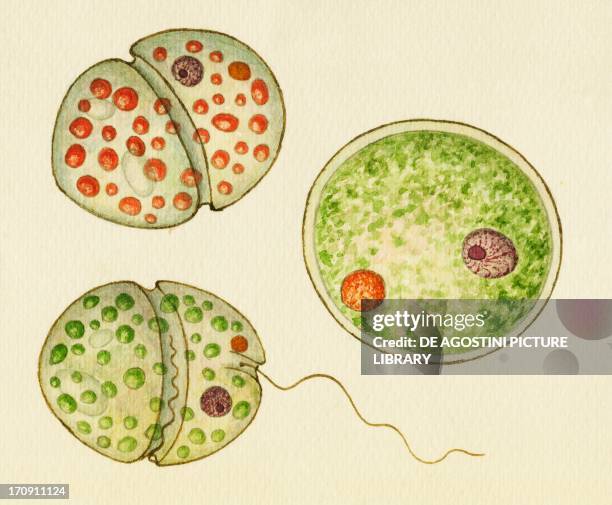 Stages of the life cycle of Glenodinium sanguineum, Dinoflagellates. Drawing.