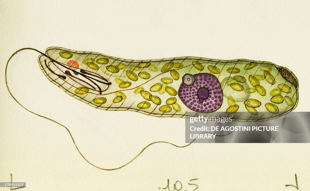 Peranema Trichophorum...