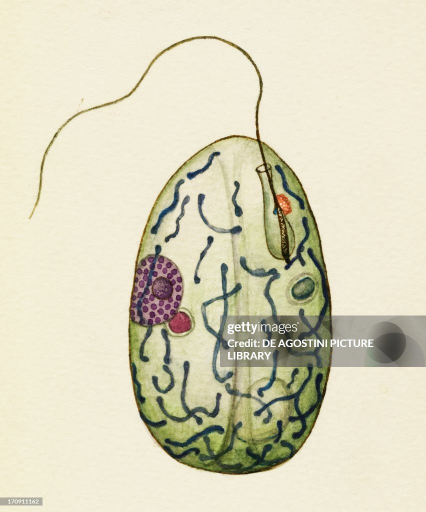 Petalomonas splendens...