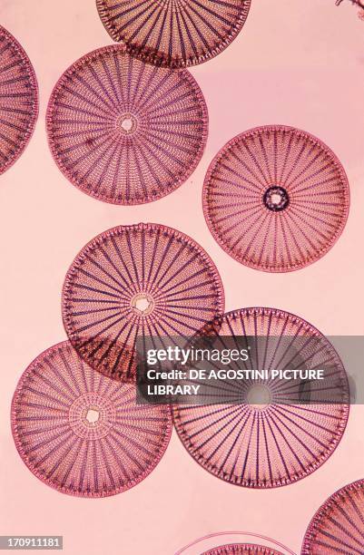 Frustules of algae diatoms, Bacillariophyceae, seen under a microscope.