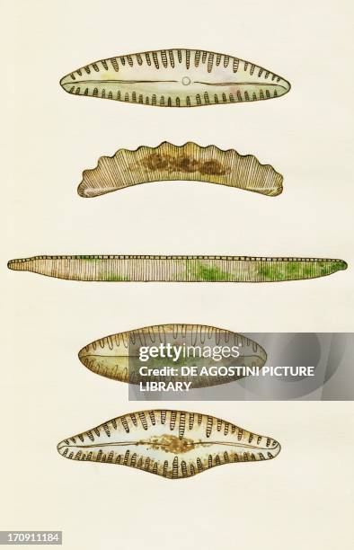 Cymbella subzewarensis, Eunotia robust, Nitzschia intermedia, Pinnularia borealis, Cymbella farakulumensis, Diatom algae, Bacillariophyceae. Drawing.