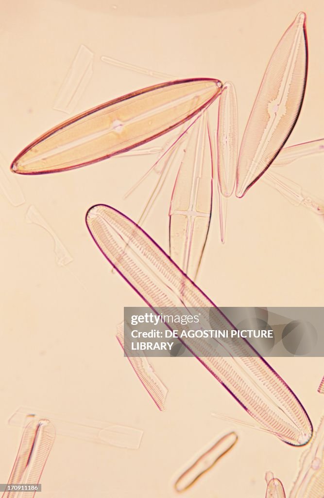 Frustules of pennate diatoms...