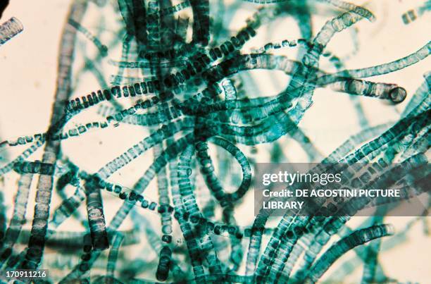 Uothrix Ulothrix Photos and Premium High Res Pictures - Getty Images