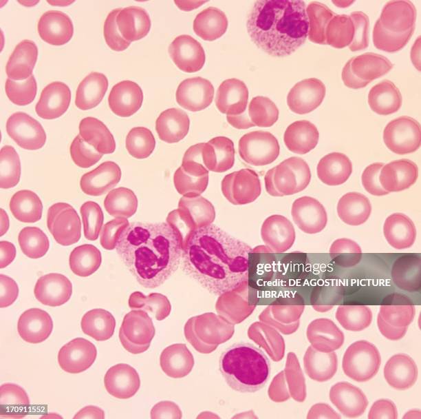 Monocyte Rbc Monocyte Photos and Premium High Res Pictures - Getty Images