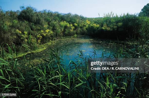 Papyrus sedge , Nature Reserve Coane River and Saline di Siracusa, Sicily, Italy.