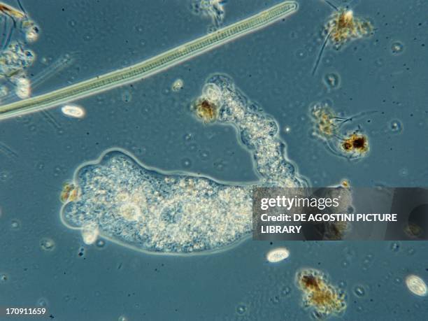 Euglypha Amoeba Micrograph Photos and Premium High Res Pictures - Getty Images