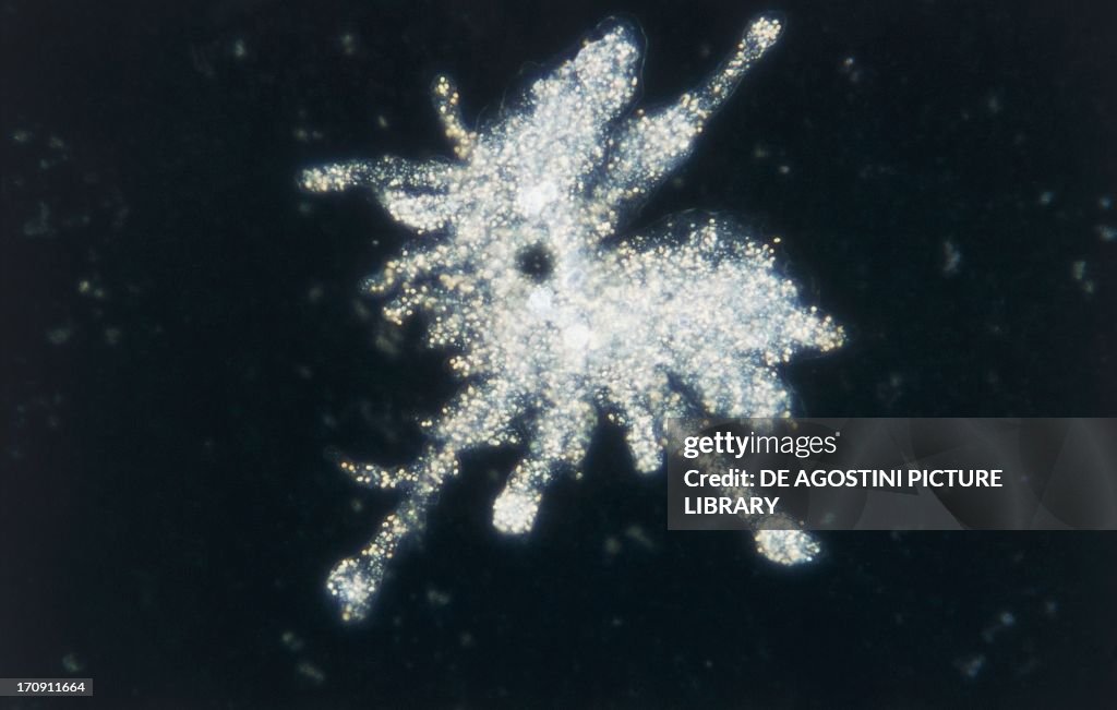 Microphotograph of amoeba (Amoeba proteus)...