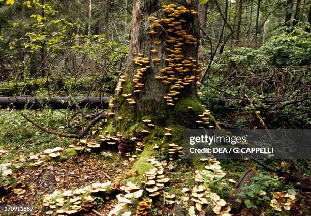 Mushrooms on a tree trunk, Bialowieza Forest National Park , Poland.