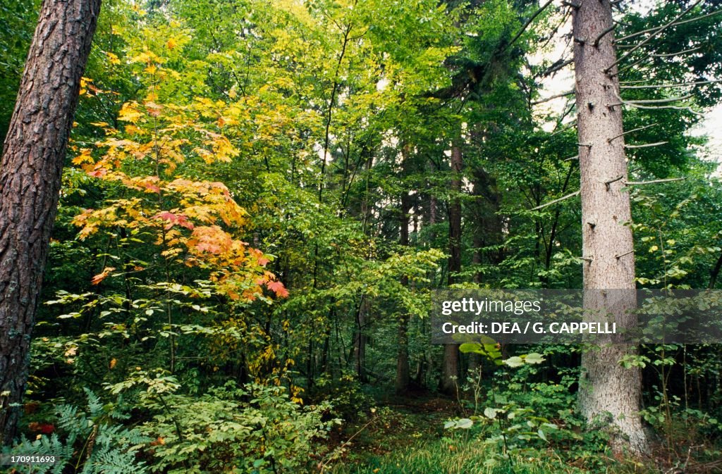 Vegetation, Bialowieza Forest National Park...