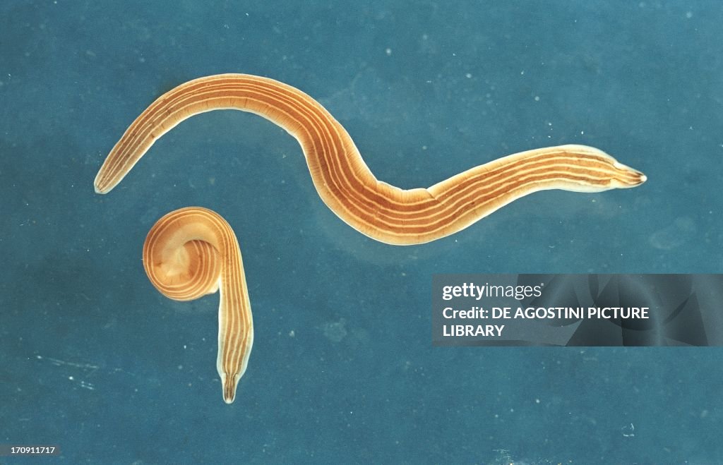 Worm of the genus Baseodiscus...