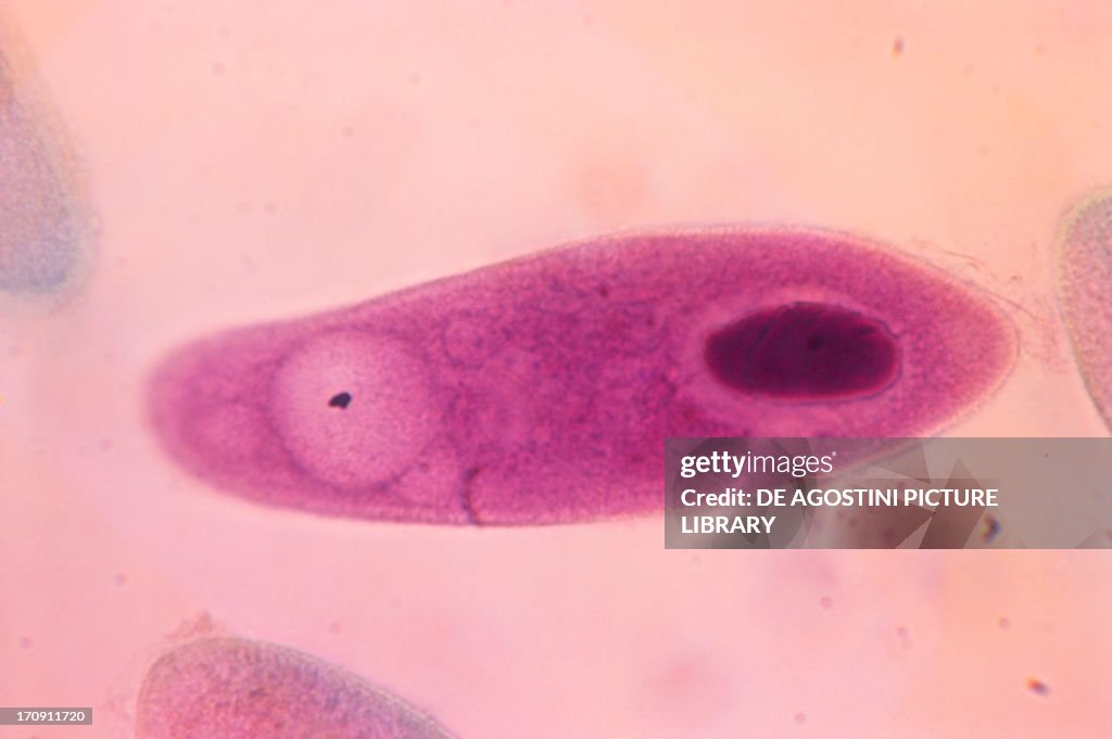 Structure of Paramecium caudatum...