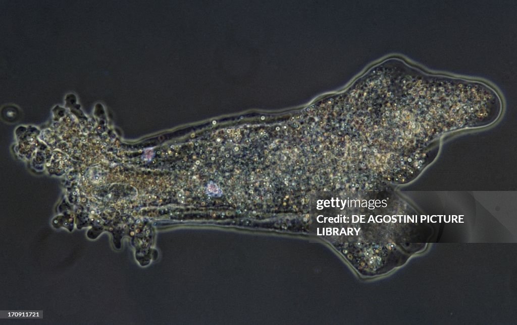 Microphotograph of Amoeba (Amoeba proteus)...