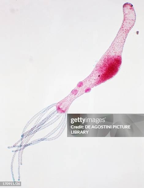 Hydid Hydroid (Zoology) Photos and Premium High Res Pictures - Getty Images