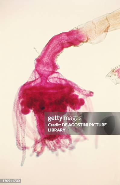 Octopus Microscope Octopus (Genus) Photos and Premium High Res Pictures - Getty Images
