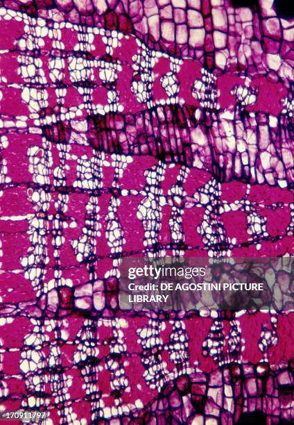 Dilation Tree Dilatation Photos and Premium High Res Pictures - Getty Images