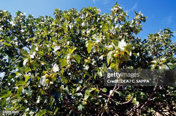 Common fig in Monfrague National Park , Extremadura, Spain.