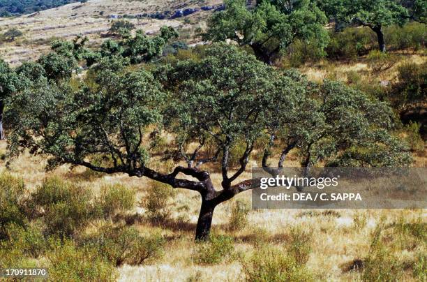Holm oak in Monfrague National Park , Extremadura, Spain.