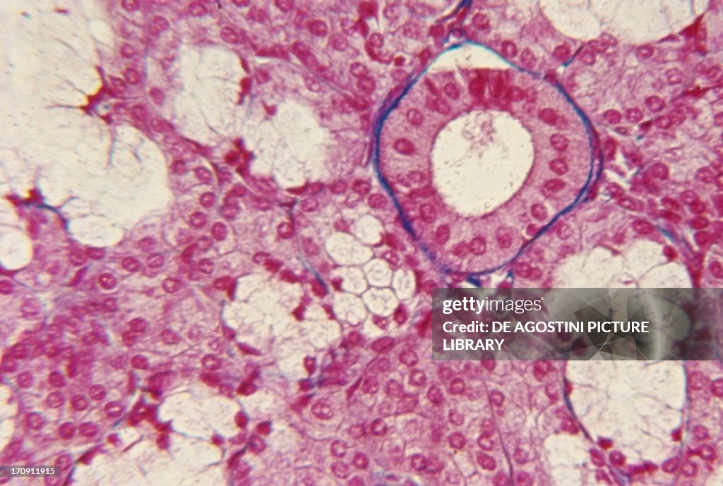 Human sublingual salivary gland