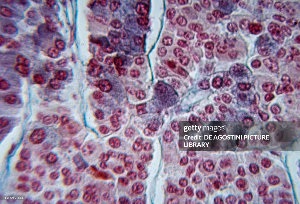 Anterior section human pituitary gland