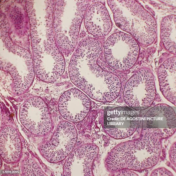 Testes Image Color Testes Gland Slide Testicles Color Icon. Testis. Male Reproductive