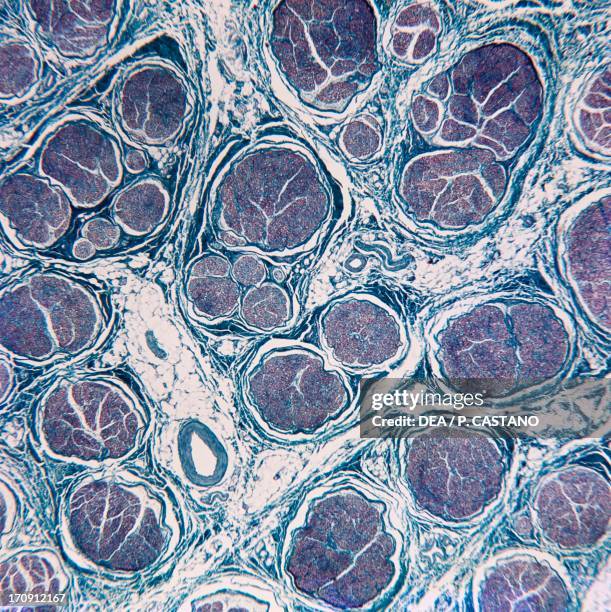 461 Sciatic Nerve Stock Photos, High Biology Diagrams