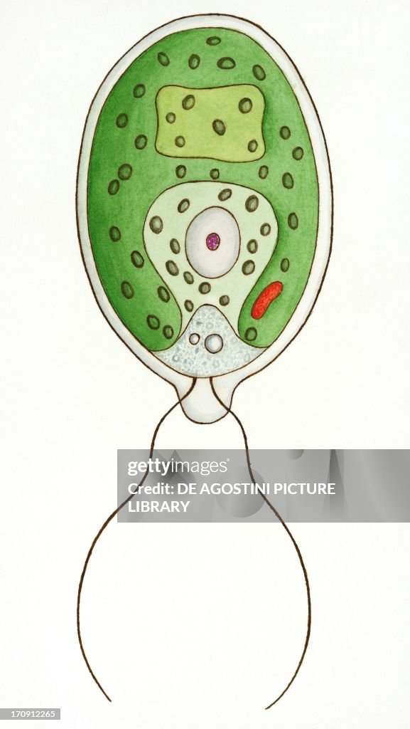 Diagram of Chlamydomonas angulosa...