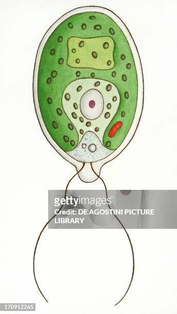 106 Animal Cell Diagram Photos and Premium High Res Pictures - Getty Images