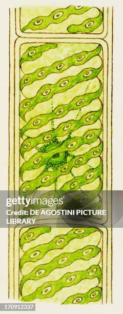 Plant Cell Diagram Photos and Premium High Res Pictures - Getty Images