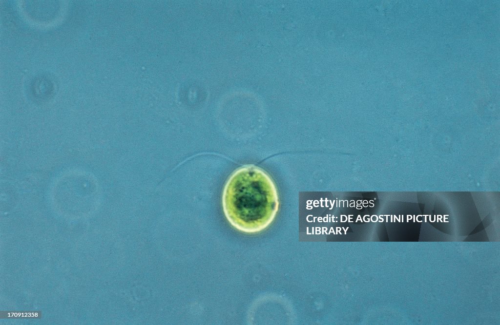 Chlamydomonas...