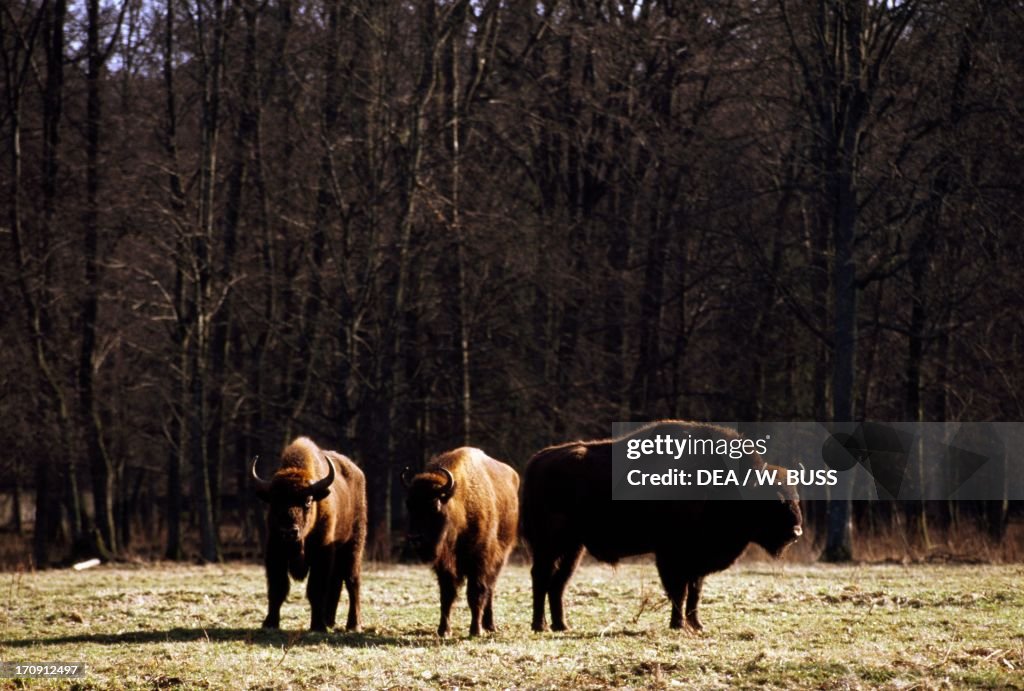 European bisons in Bialowieza Forest National Park