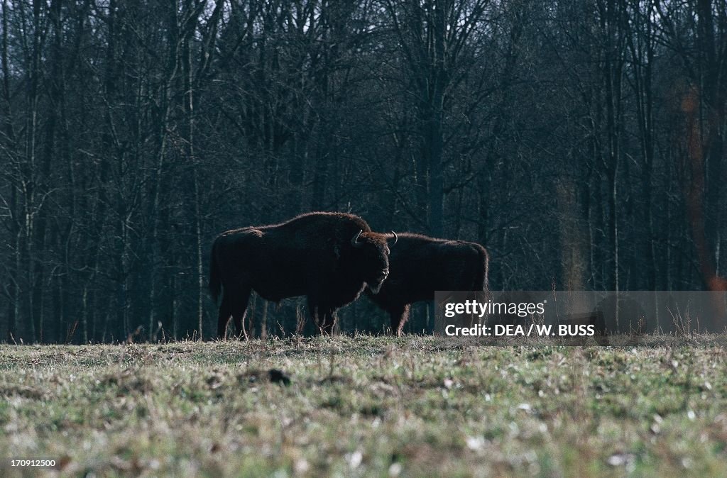 European bisons in Bialowieza Forest National Park