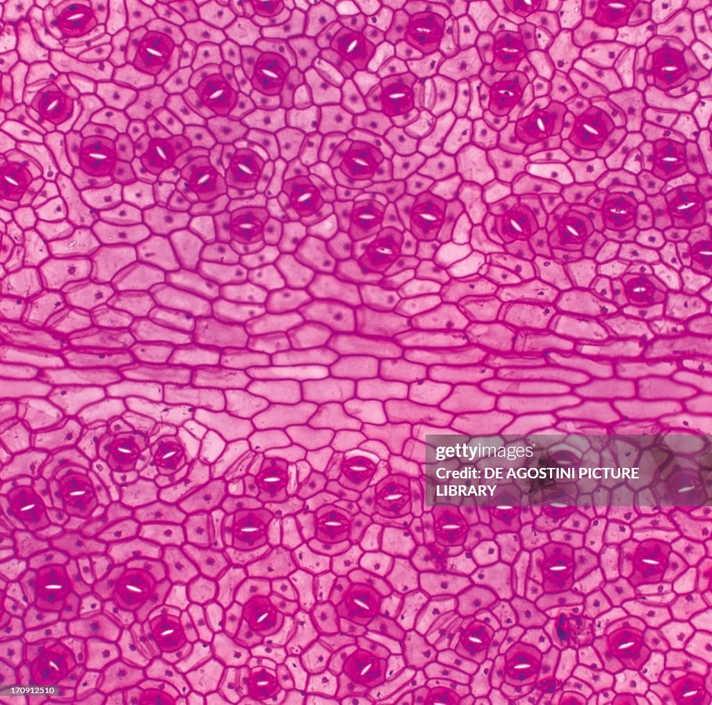 Plant tissue...