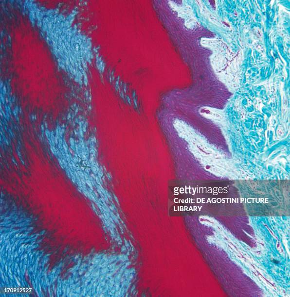 Cross section of human skin from the palm of the hand, seen under a microscope.