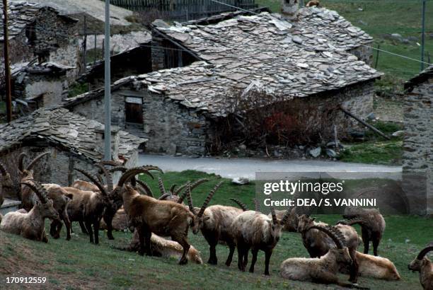 Alpine ibex in the floor of the valley, Valsavarenche, Gran Paradiso National Park, Valle d'Aosta , Italy.