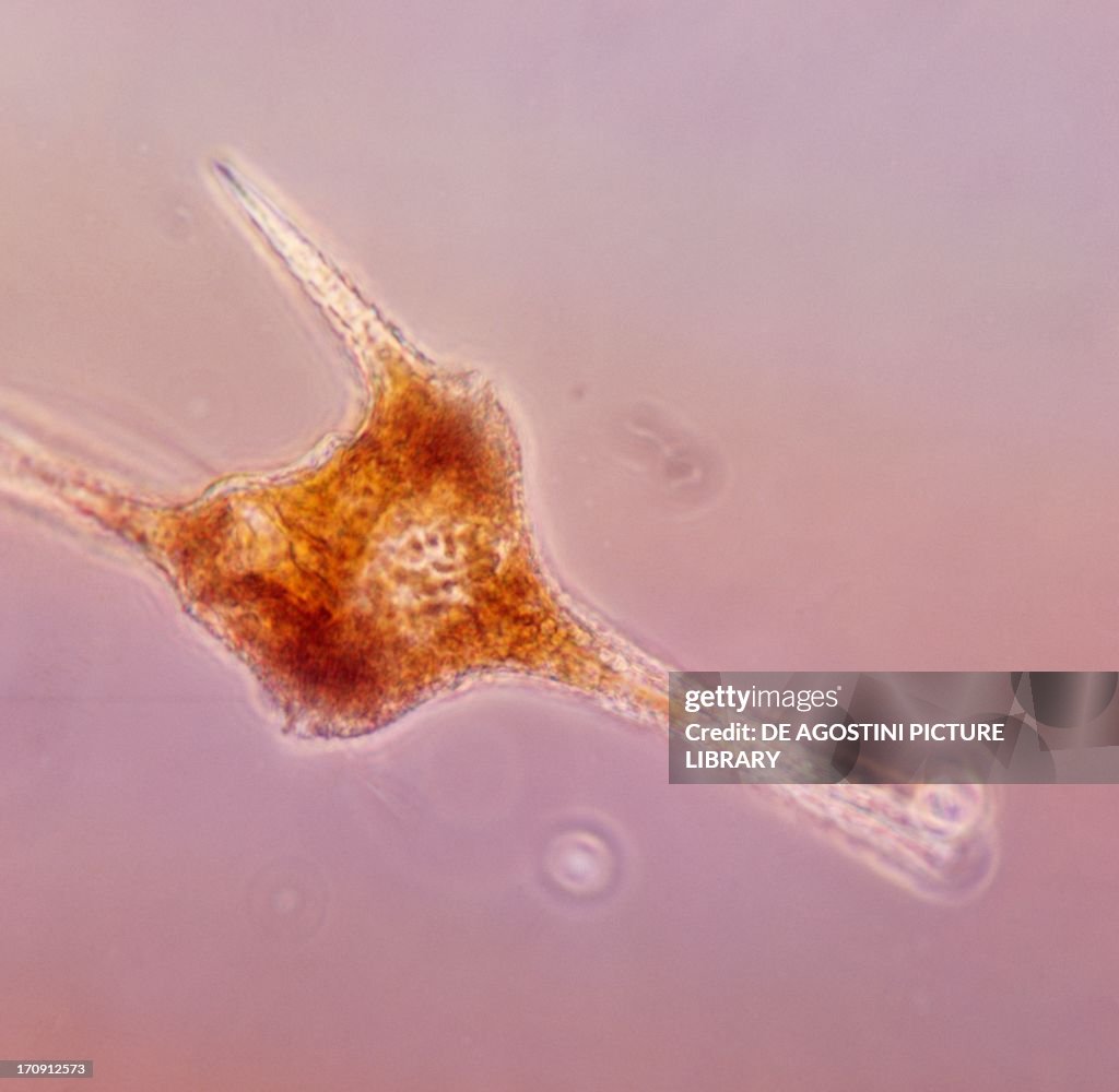 Ceratium hirundinella...